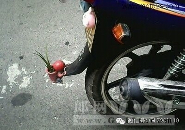 网友摩托车尾部种兰花，声称：这是减少碳排放！
