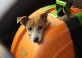 Pet On Wheels：让宠物乘坐两轮交通工具的出行变得更安全