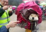 摩托返乡掠影：跟着主人一起回家过年的汪星人