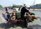 北京一市民骑摩托带8条流浪狗兜风