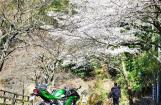 与川崎摩托一起踏春重庆西山坪